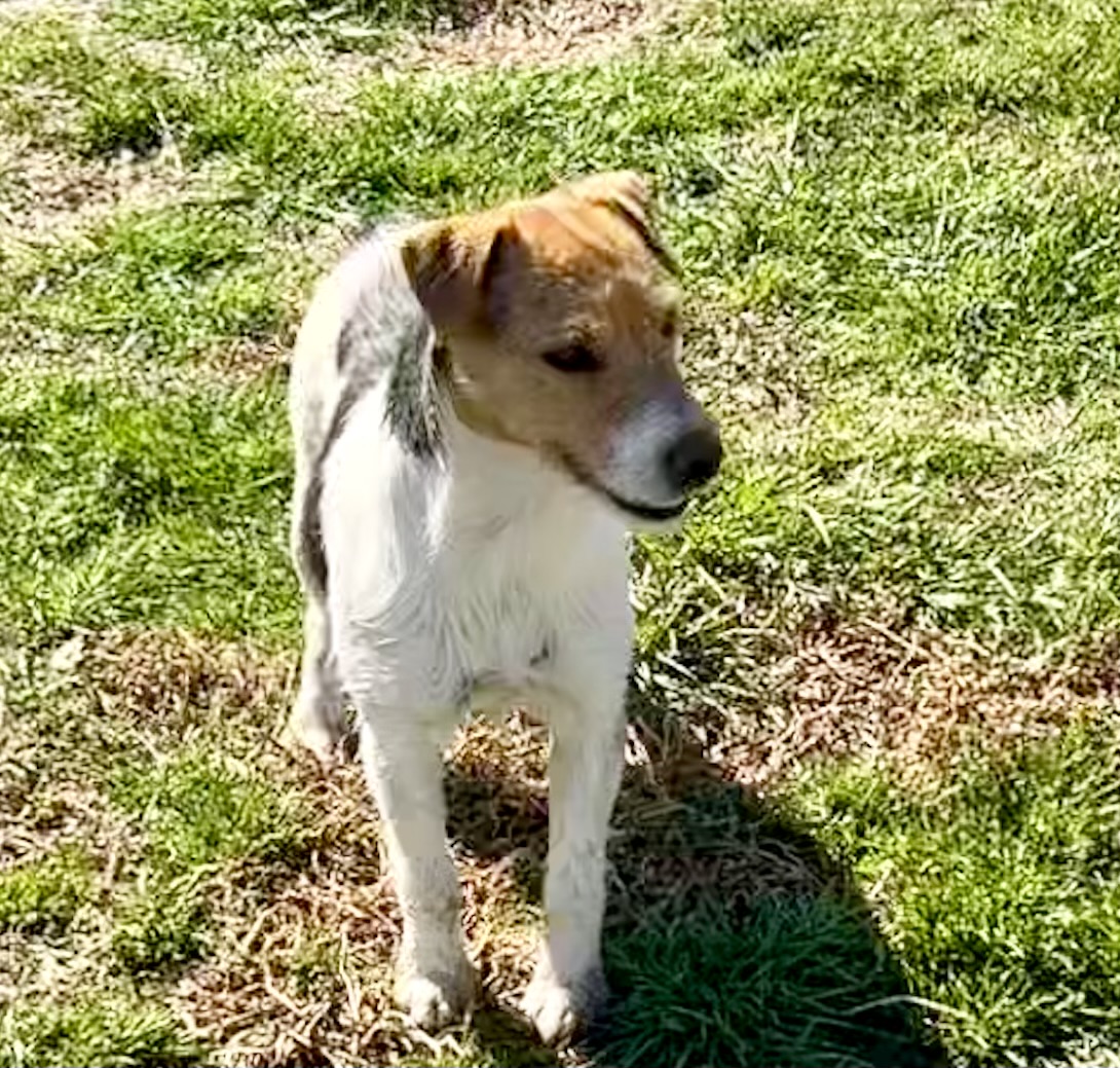 Sable in the spring grass